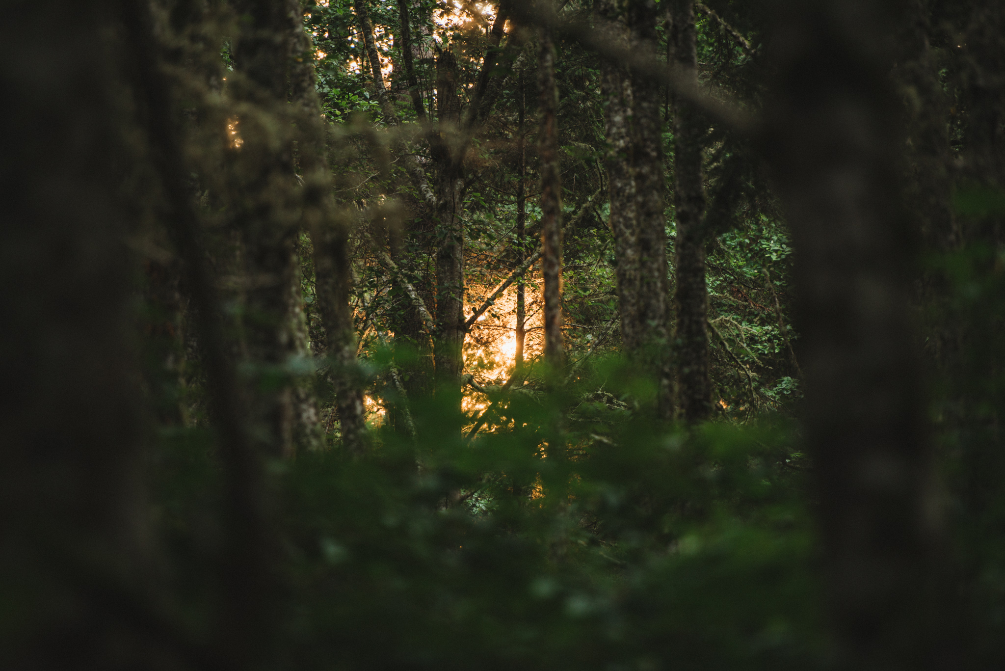 The old-growth coastal forest surrounding Menizei's three basecamps near Olympic National Park